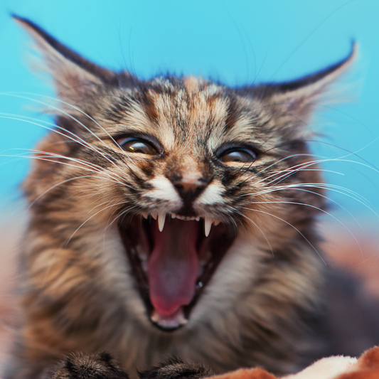 5 Signs of Emotional Dysregulation